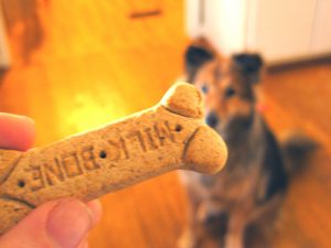 biscotti-cane